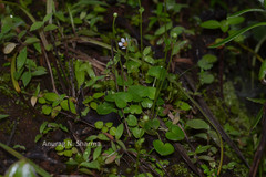 Parnassia mysorensis